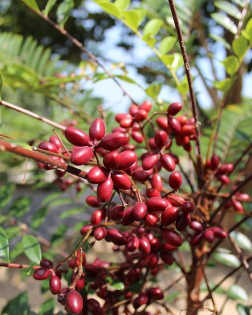 Penang: Tropical Fruit Farm Ticket - The 30-minute guided tour