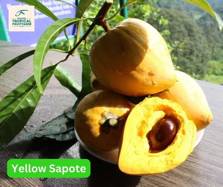 Penang: Tropical Fruit Farm Ticket - A useful stop for learning about Malaysian agriculture