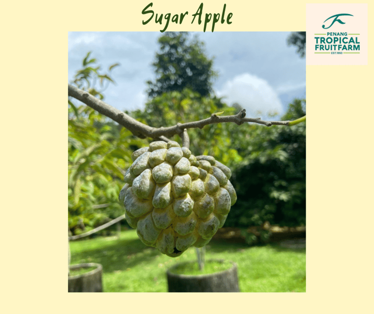 Penang: Tropical Fruit Farm Ticket - A 25-acre orchard with an unusual fruit collection