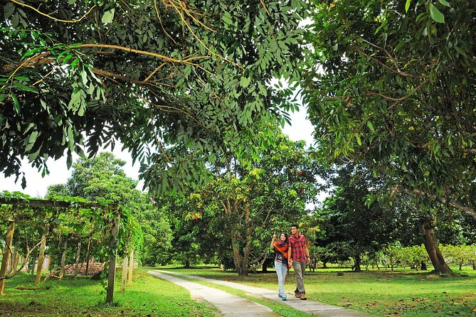 Penang Tropical Fruit Farm with Fruit Tasting - From George Town to Teluk Bahang