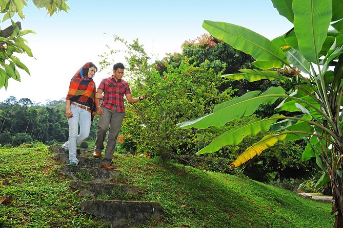 Penang Tropical Fruit Farm with Fruit Tasting - Lemongrass tea, tropical honey, and fruit enzymes