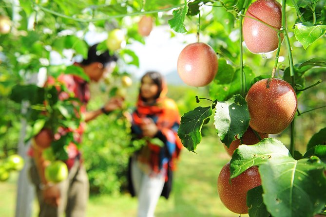 Penang Tropical Fruit Farm with Fruit Tasting - The Teluk Bahang view is part of the meal