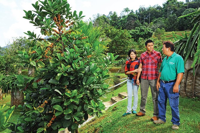 Penang Tropical Fruit Farm with Fruit Tasting - A 30-minute walk among tropical fruit trees