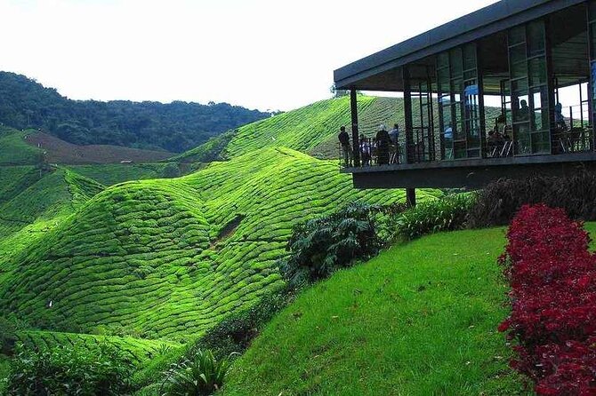 Private Full-Day Cameron Highlands Nature Tour from Kuala Lumpur - Why this day trip works from Kuala Lumpur