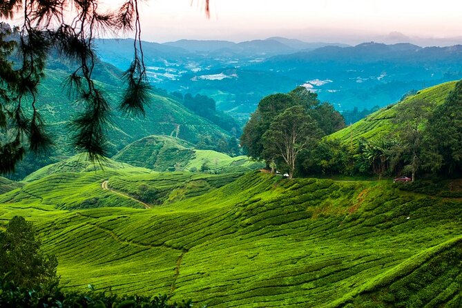 Private Full-Day Cameron Highlands Nature Tour from Kuala Lumpur - Strawberries, flowers, and the Kea Farm area