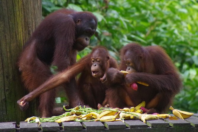 Private Full Day Sepilok Orang Utan, Bornean Sun Bear and Rainforest Discovery Center Tour - Who should book this Sepilok day trip?