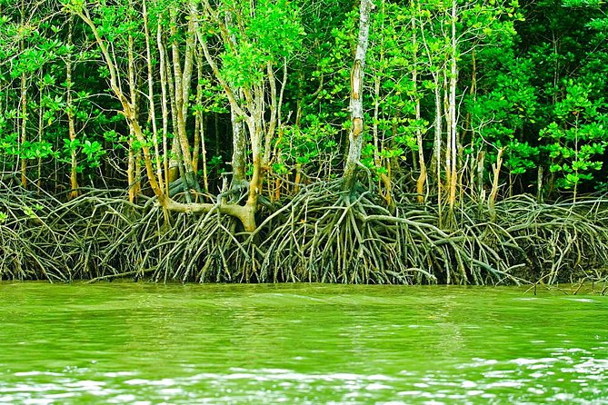 Private Mangrove Tour 3 Hour (max 8 People) - Starting at Tanjung Rhu