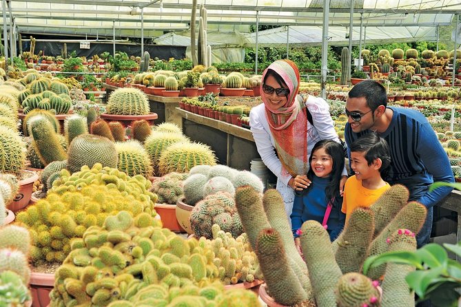 Private Nature Trip to Cameron Highlands from Kuala Lumpur - Strawberry picking and the cost of the basket