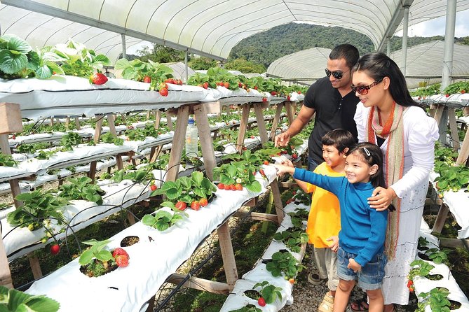 Private Nature Trip to Cameron Highlands from Kuala Lumpur - Lata Iskandar Waterfall: a welcome first stop