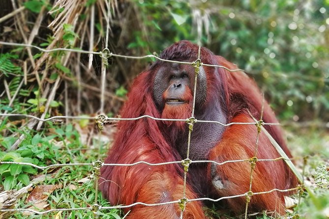 Private Tour: Ipoh Secrets Taiping Heritage & Orang Utan Island - Five things worth knowing before you book