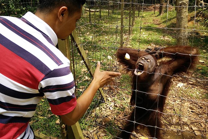 Private Tour: Ipoh Secrets Taiping Heritage & Orang Utan Island - The early drive to Bukit Merah Orang Utan Island