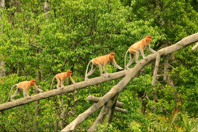 Proboscis Monkey and Fireflies River Cruise - Key things to know before you book