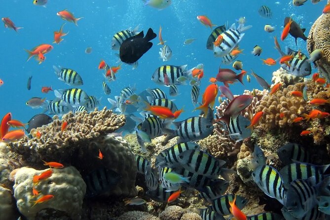 RAID Try-Dive Experience in Kota Kinabalu - Meeting at Jesselton Point at 08:45