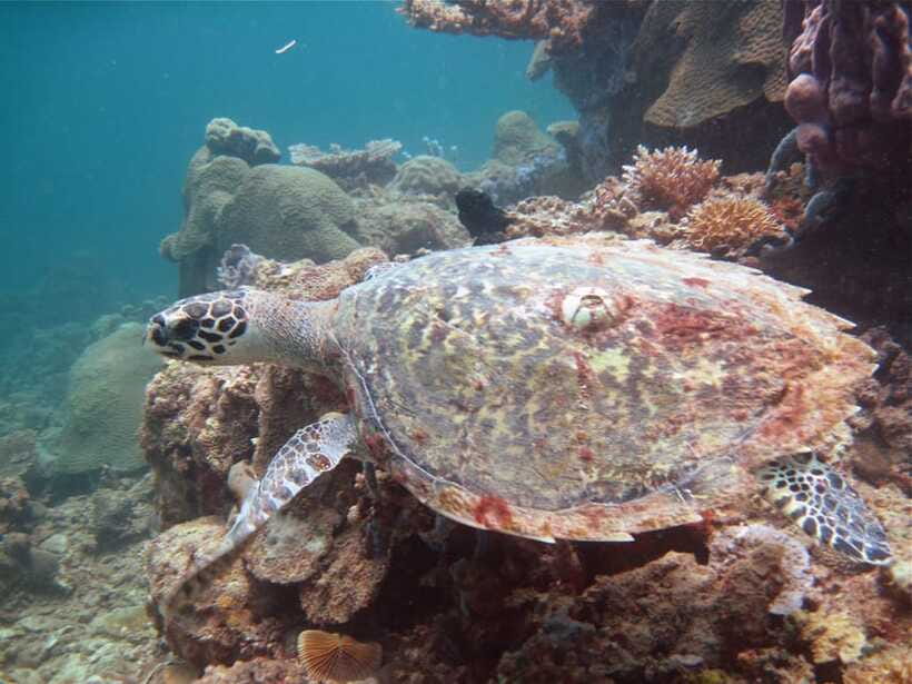 RAID Try-Dive in Kota Kinabalu, Sabah - Timing, language, and the trip back