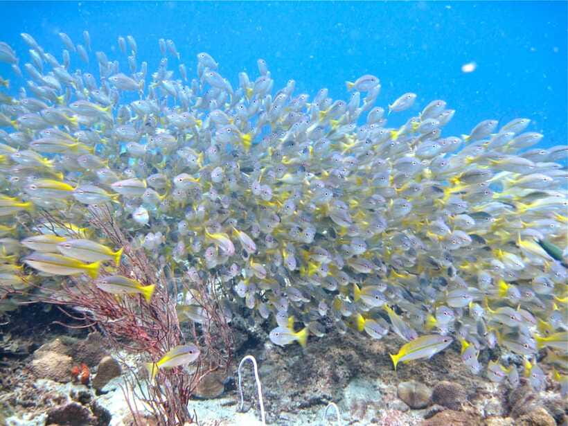 RAID Try-Dive in Kota Kinabalu, Sabah - Who should choose this experience?