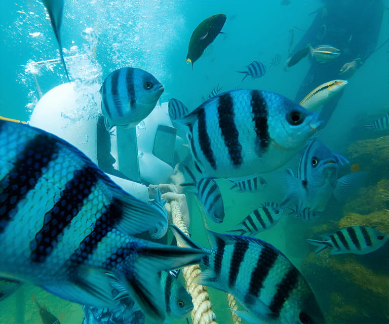 Sabah: Dreamer Island Snorkeling Day Tour Ticket - Key points to know before booking
