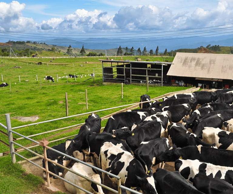 Sabah: Kinabalu Park, Hot Springs, and Cow Farm Day Tour - Kinabalu Park brings cooler air and rare plant life