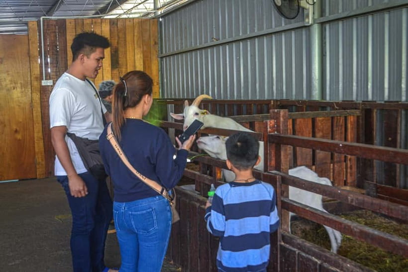 Sabah: Kinabalu Park, Poring Hot Springs & Desa Farm Tour - Guides can make the shared format work