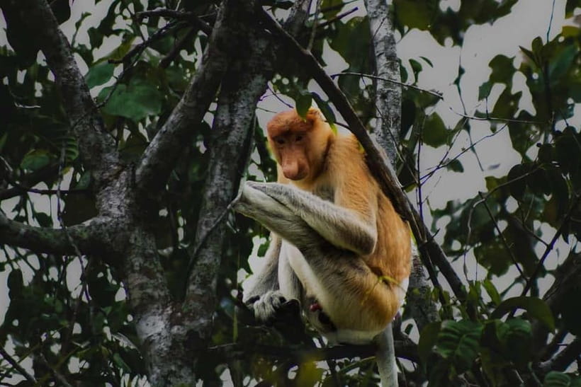 Sabah: Mangrove Fireflies, and Sky Mirror Dream Beach Tour - What the $74 price really covers