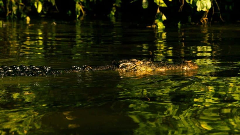 Sandakan: 2 Days 1 Night Bilit, Kinabatangan River Wildlife - The five details that matter most