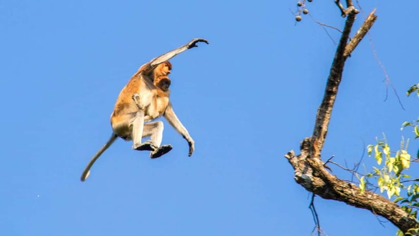 Sandakan: 2 Days 1 Night Bilit, Kinabatangan River Wildlife - Dinner, night activities, and a simple overnight