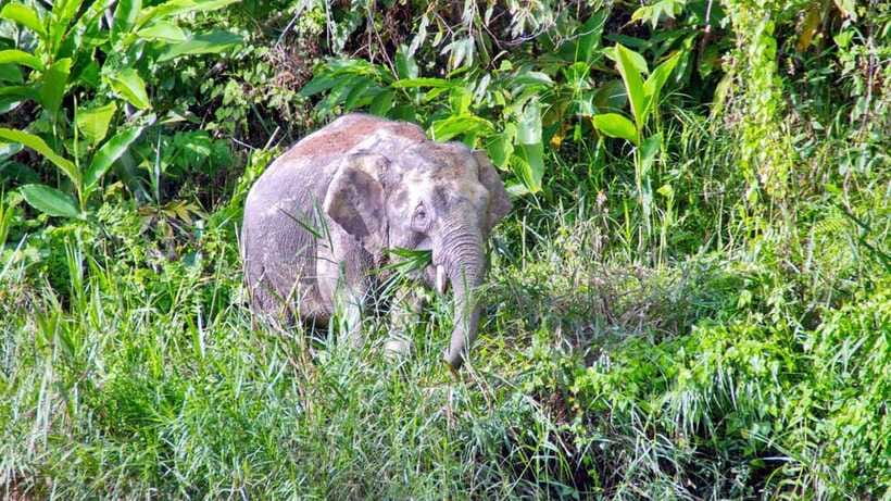 Sandakan: 2 Days 1 Night Bilit, Kinabatangan River Wildlife - What the $381 price really buys