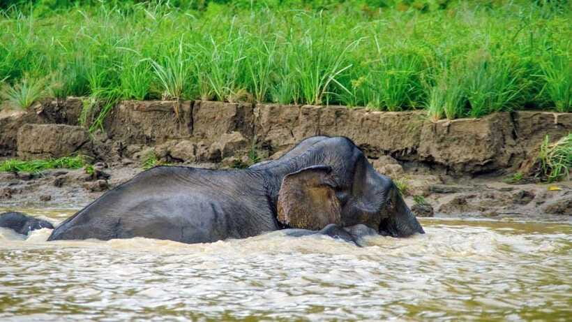Sandakan: 2 Days 1 Night Bilit, Kinabatangan River Wildlife - Should you book the Bilit wildlife tour?