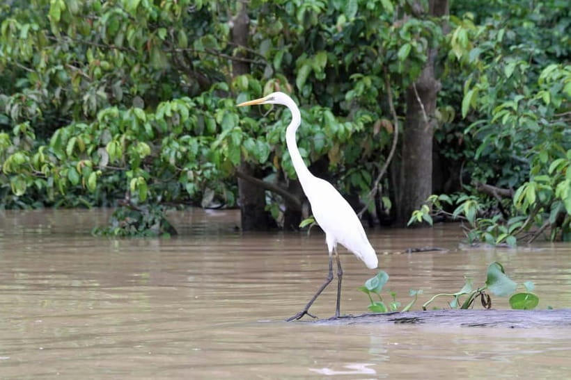 Sandakan: 3D2N The Wild Heart of Borneo River Secrets - From Sandakan to the Kinabatangan River