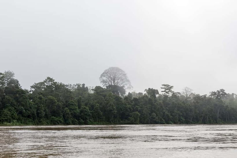 Sandakan: 3D2N The Wild Heart of Borneo River Secrets - The wildlife you may see