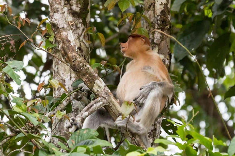 Sandakan: 3D2N The Wild Heart of Borneo River Secrets - How to prepare for three wet days