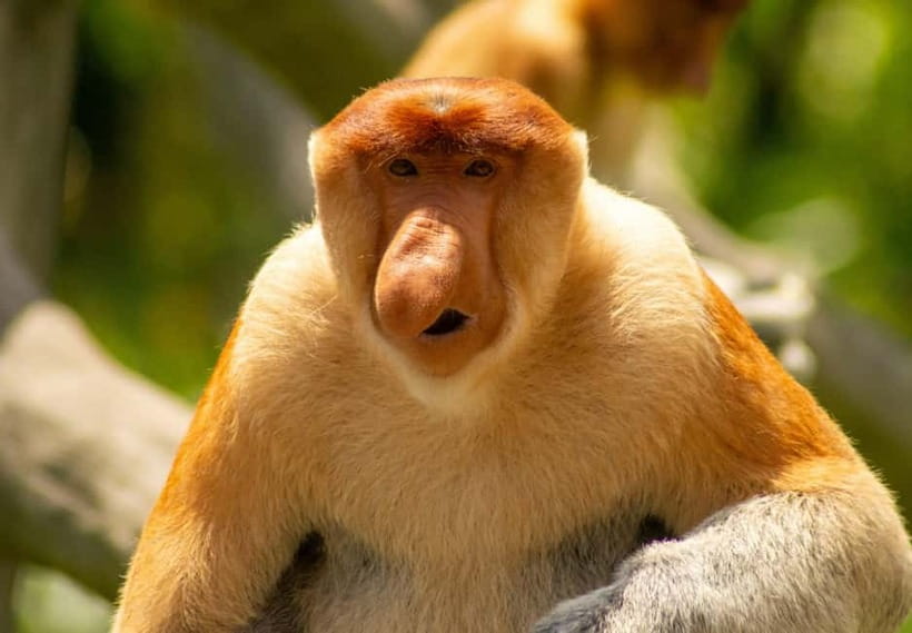 Sandakan: 3D2N The Wild Heart of Borneo River Secrets - Who should book this Kinabatangan safari?