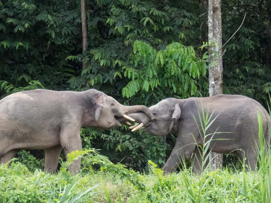 Sandakan: Gomantong Cave Echoes & Kinabatangan River Safari - Lunch at the riverside resort
