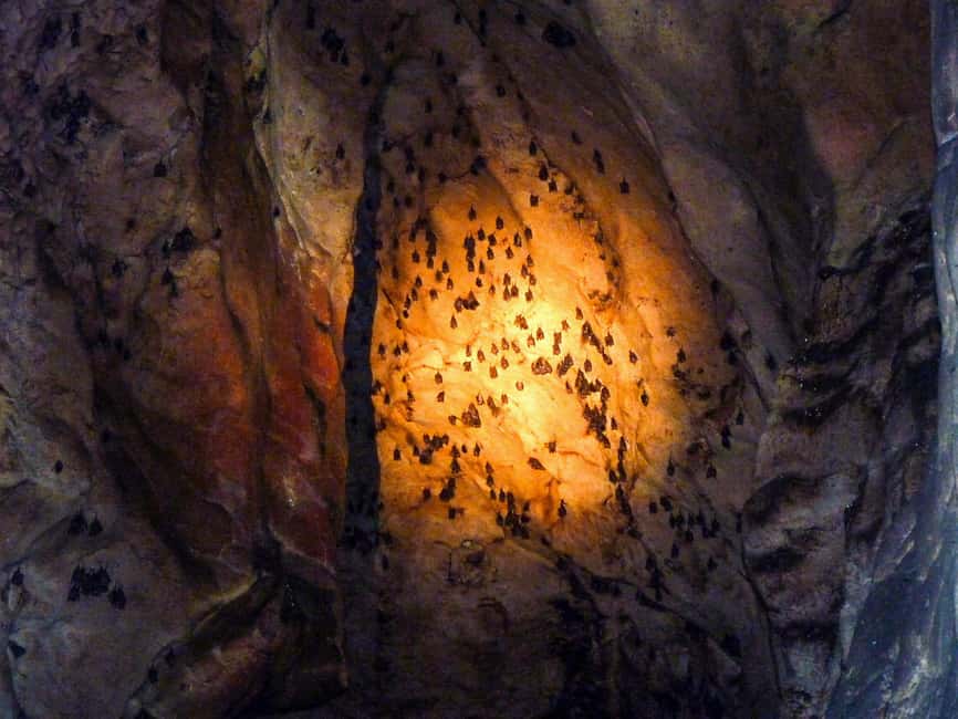 Sandakan: Gomantong Cave Echoes & Kinabatangan River Safari - How the $178 price holds up
