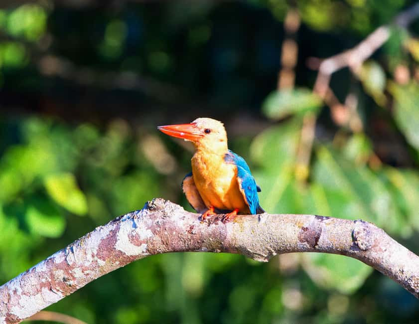 Sandakan: Gomantong Cave Echoes & Kinabatangan River Safari - Who should book this experience?