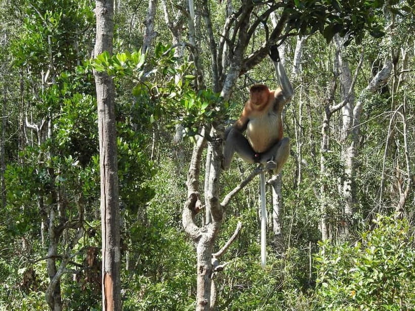 Sandakan: Kinabatangan River Wildlife Cruise with Lunch - Why the Kinabatangan River matters
