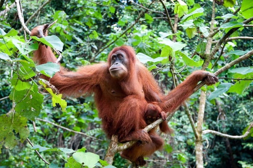 Sandakan: Kinabatangan River Wildlife Cruise with Lunch - What to bring and who should skip it