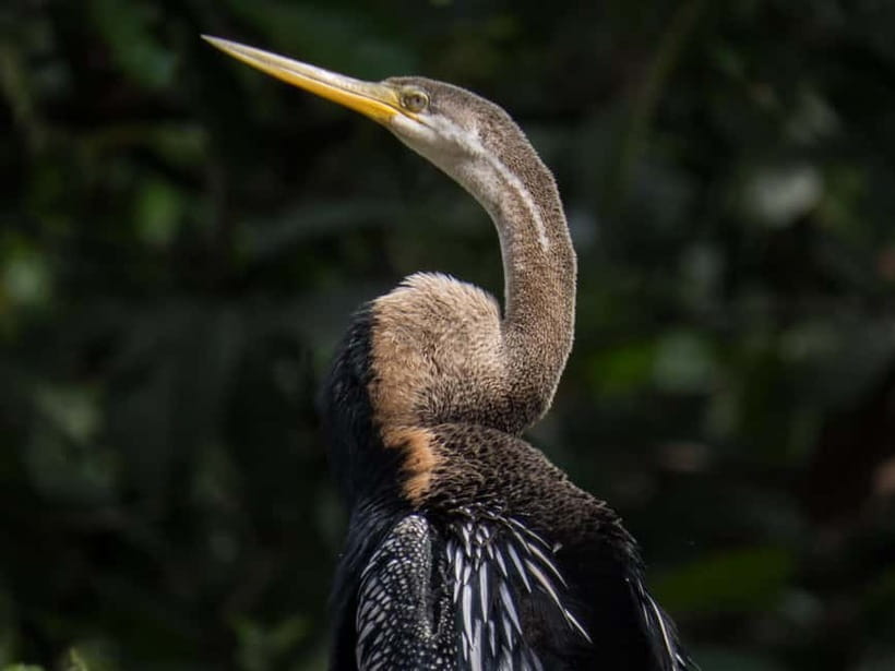 Sandakan: Sukau Rainforest Wildlife Journey & Dawn Cruises - What the overnight stay adds