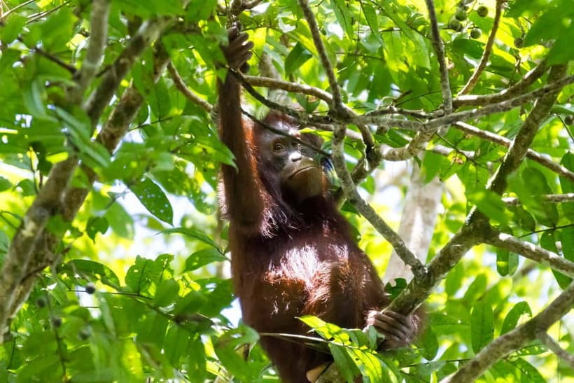 Sandakan: Sukau Rainforest Wildlife Journey & Dawn Cruises - Dawn cruises are worth the early start
