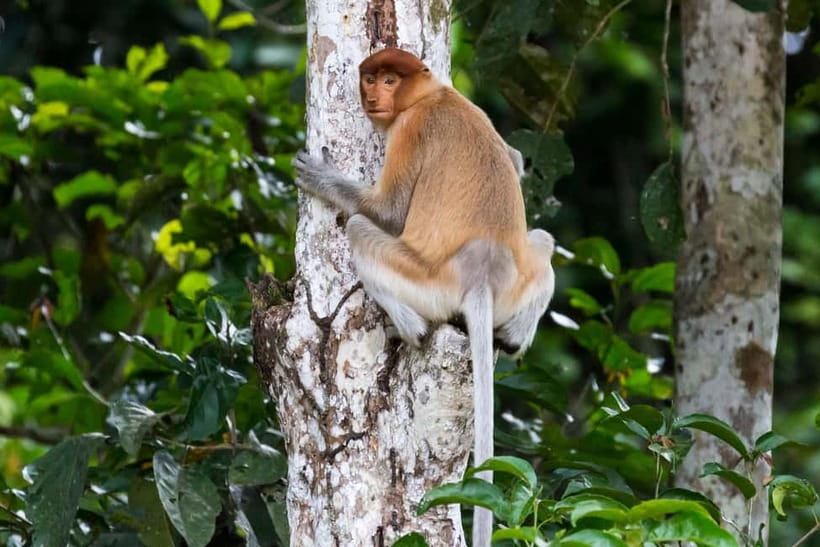 Sandakan: Sukau Rainforest Wildlife Journey & Dawn Cruises - The extra activities and possible costs