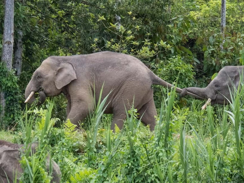 Sandakan: Sukau Rainforest Wildlife Journey & Dawn Cruises - What the small group size means