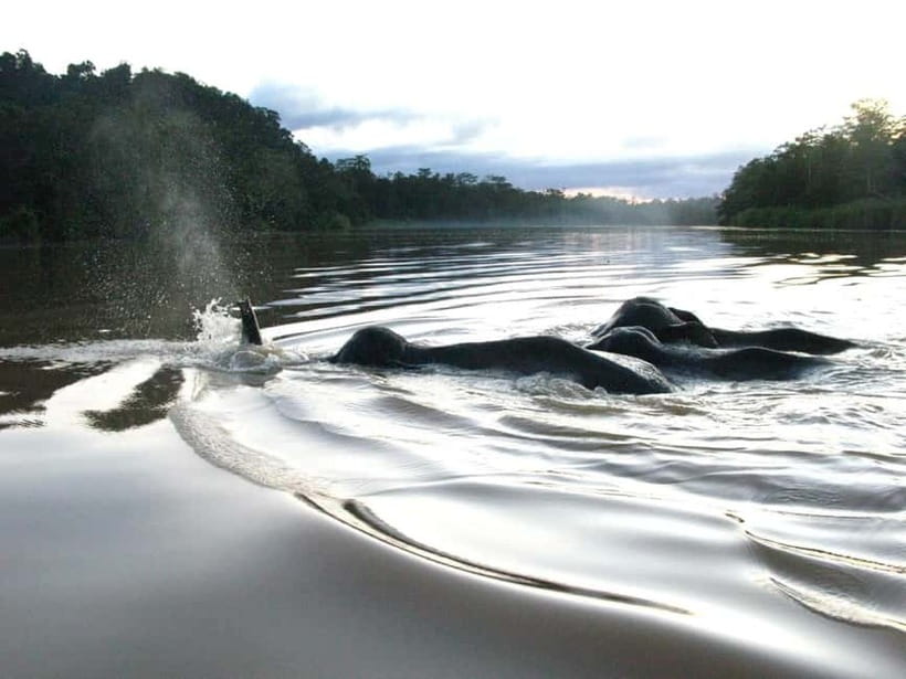 Sandakan: Sukau Rainforest Wildlife Journey & Dawn Cruises - What to pack for the Kinabatangan