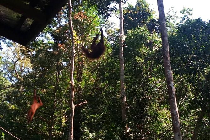 Semenggoh Orangutan Center & Sarawak Cultural Village - Transport, group size, and the pace of the day