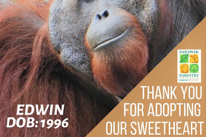 Semenggoh Orangutan Center & Sarawak Cultural Village - What you may and may not see at Semenggoh