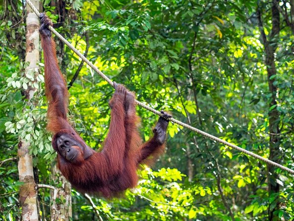 Semenggoh Orangutan Centre from Kuching - Key points before you book
