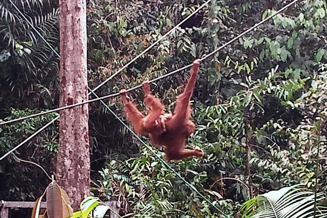 Semenggoh Orangutan Centre from Kuching - The guides can shape the morning