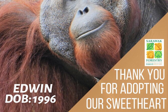 Semenggoh Orangutan Centre from Kuching - Who will enjoy Semenggoh most?
