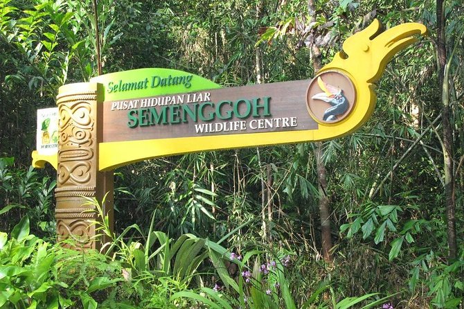 Semenggoh Wildlife Centre: Orangutan Discovery from Kuching - The biggest variable: forest fruit and animal behavior