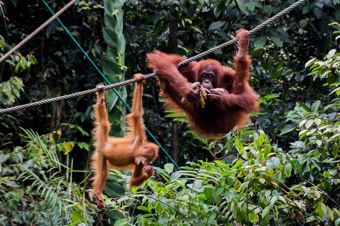 Semenggoh Wildlife Centre: Orangutan Discovery from Kuching - Walking conditions and what to wear