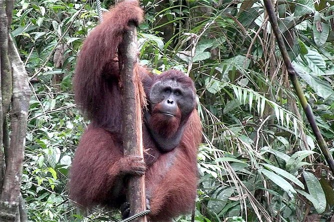 Semenggoh Wildlife Centre: Orangutan Discovery from Kuching - How much value do you get for $69.96?