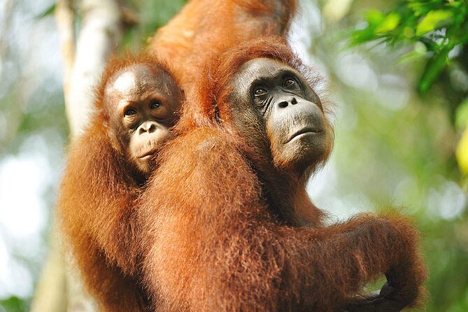 Semenggoh Wildlife Centre: Orangutan Discovery from Kuching - The guides can shape the whole visit